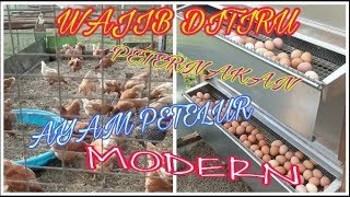 Contoh Kandang Ayam Petelur Modern