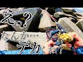 【穴釣り】超浅場から思わぬ良型が・・・。