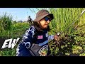 Giant Snakehead Fishing in the SWAMP with Gloco | Y4E42