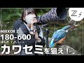 【超望遠】Z180-600mmでカワセミを狙う！初めてのカワセミをNikon Zfで撮ります！今回は三脚撮影です。是非お楽しみ下さい。野鳥撮影は楽しい！【Nikon Zf】