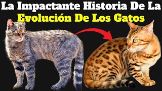 Historia, Origen y Evolución de los GATOS  Domésticos by Mascotas Sanas Y Felices 3,027 views 3 months ago 8 minutes, 53 seconds
