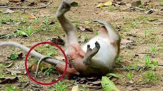 Oh My God, Why Jill fighting and weaning her tiny baby so strong like this? Pity tiny baby jr weaned