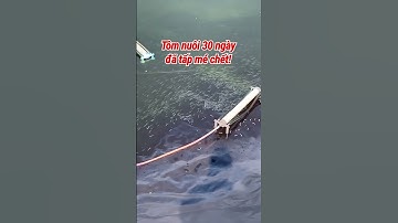 Mưa lớn xử lý không kịp tôm chết cả ao!