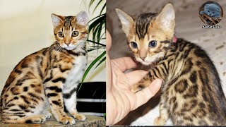 Bengal Cat Price | Bengal Cat Breeds | Bengal Kittens by Animal Series 82 views 2 years ago 2 minutes, 57 seconds