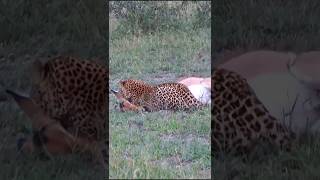 The tiger caught the deer in one pawबाघ ने हिरण को एक पंजे में पकड़ लिया#africa #shortvideo #shot