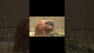 Male Orangutan Eating Leaves.