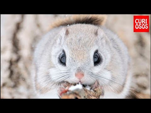 Vídeo: Animais De Estimação Geriátricos Precisam De Comida Especial - Alimentando Animais De Estimação Em Idade Avançada