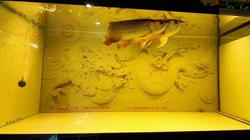 ghép đôi thành công cá rồng trên hồ kính