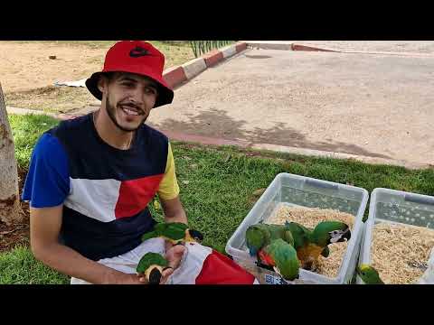 توليعة رائعة عشاق الببغاوات مع ياسين أجيو نتولعو عشاق الكايك المكاو الأرا فرجة ممتعة 