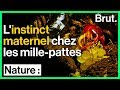 La ponte chez les millepattes