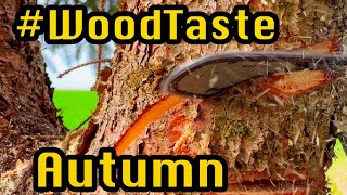 Autumn Time Wood Time 2 Herbstzeit Holzzeit 2