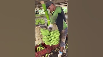 Anh chàng có kỹ năng cắt chuối điêu luyện #shorts