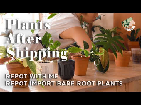 Video: Afsendelse af haveplanter - tips til at sende planter med posten