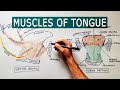 Muscles of the Tongue | Anatomy tutorial