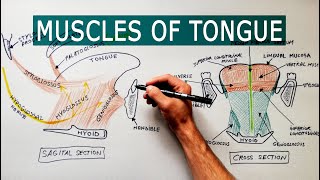 Muscles of the Tongue | Anatomy tutorial screenshot 3