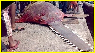 هذه اخطر واشرس سمكة قاتـ.ـلة | أخطر 10 اسماك في العالم | شاهدوا ماذا تفعل!!!
