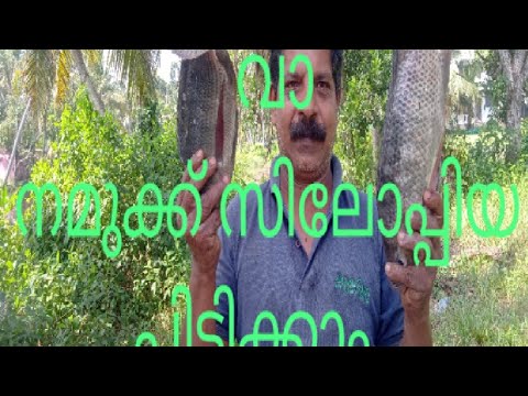 ഉടക്കുവല ഇട്ടു സിലോപ്പിയ പിടിച്ചപ്പോൾ