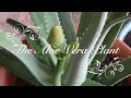 Aloe Vera - How to Replant