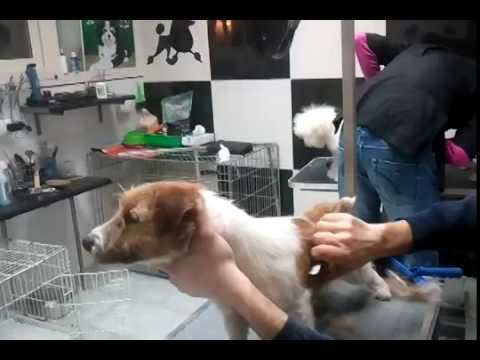 stripping jackrussel terrier, toelettaturacuccioli
