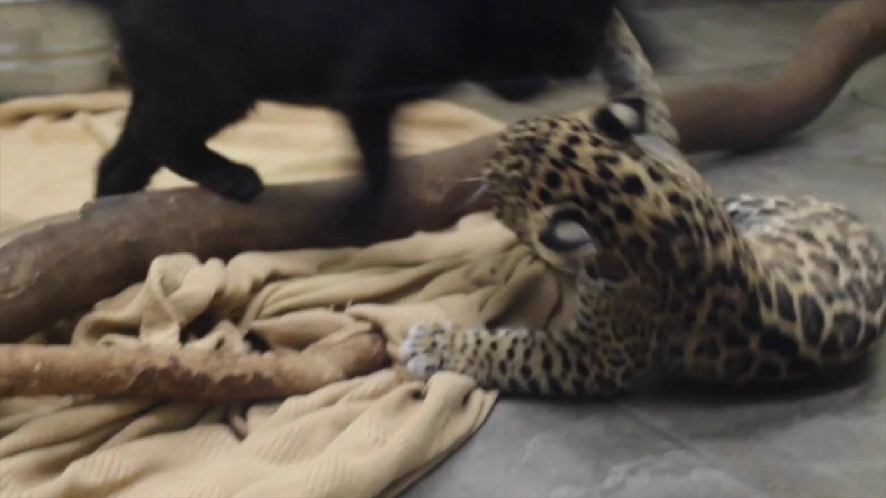 wildlife world zoo jobs Our Rambunctious Little Jaguars