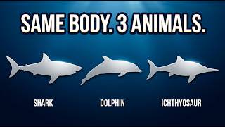Why Evolution Keeps Inventing the Same Animal