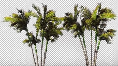 Palm Trees In The Wind Stock Motion Graphics