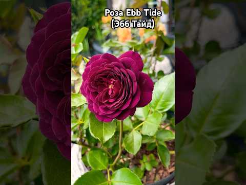 Роза Ebb Tide (Эбб Тайд) #rose #rose #gardenplants #розы #сорт #gardentips #цветы #shorts