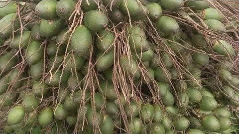 CHIA SẺ CÁCH NHẬN BIẾT CÂY CAU GIỐNG TỨ QUÝ TRÁI DÀI CHUẨN -CUNG CẤP CÂY GIỐNG CHẤT LƯỢNG