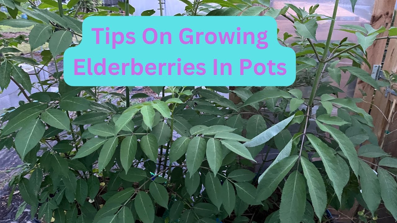 Growing Elderberries In Pots YouTube