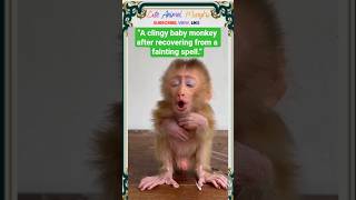 “A clingy baby monkey after recovering from a fainting spell.”#monyetlucu #vidioviral #cute #monkey