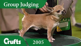 Smooth Coat Chihuahua wins Toy Group Judging at Crufts 2005