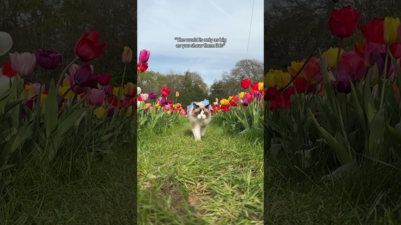 Cats want to see the world too 