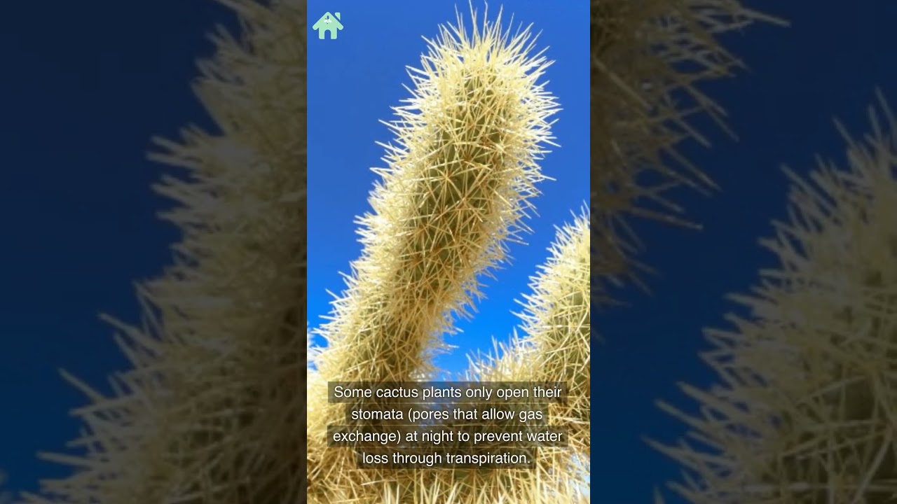 10 Fun Facts About Cactus Plants That Will Blow Your Mind 