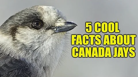 5 INTERESTING FACTS About Canada Jays (Gray Jays)
