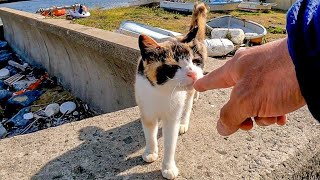 猫島の防波堤で野良猫をナデナデしてきた