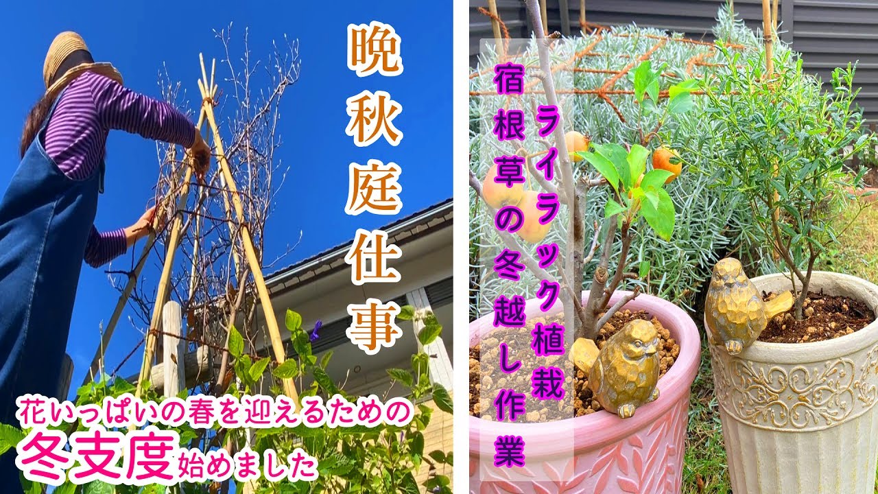 元気に冬を越す為の宿根草お手入れ マルチング ラベンダー秋剪定 ホスタ株分け 春に咲く低木ライラック植栽 雪囲い ガーデニング Youtube