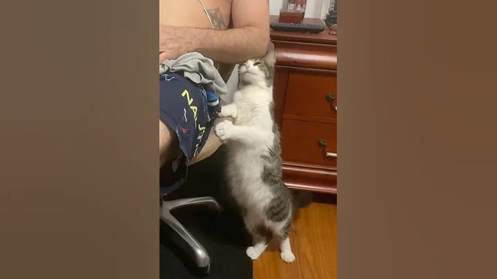 Video 9849461: cats catlover cutecat funnycats, cat cutecat dancing funnycats, cats catlover cutecat funny, catlover cutecat love funny, nice cat, polydactyl cat, usa cat, beautiful cat