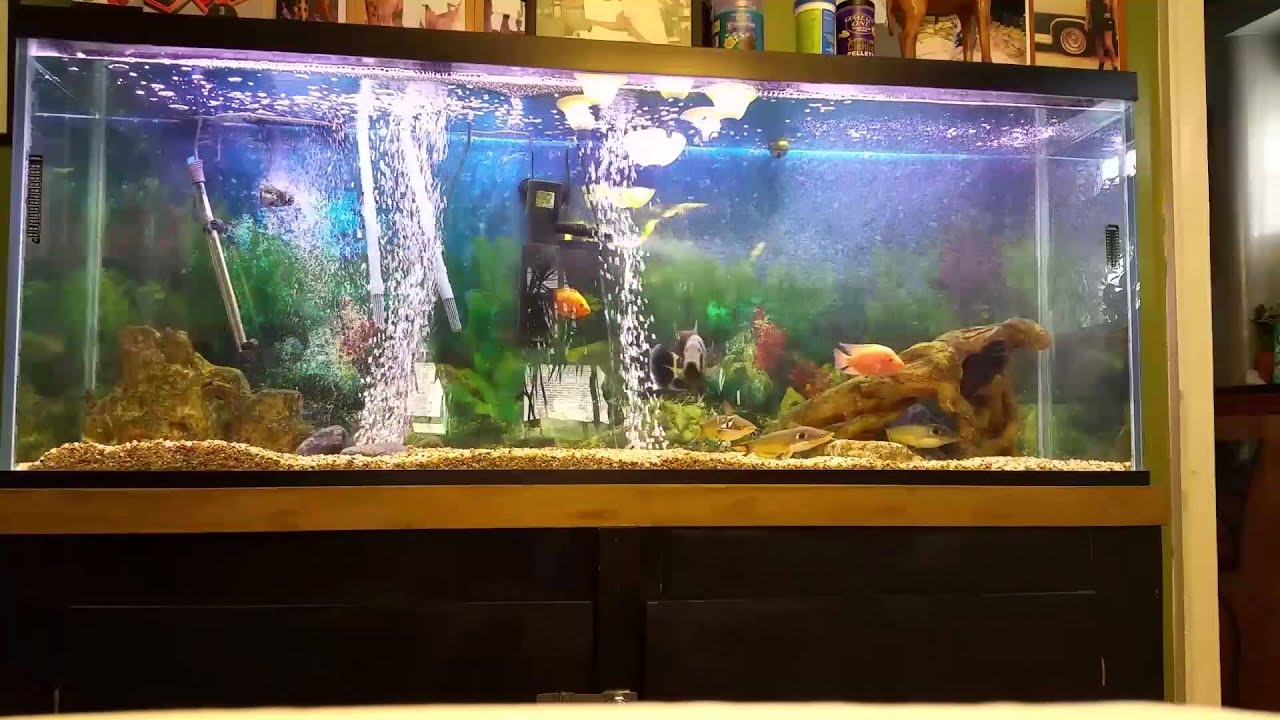 Fayee FY530 (Modded) vs FISH