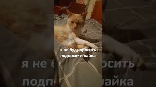 Я Рыжик, приятно познакомиться 💞 #рыжик #активпж #юмор #моякошка #активбольшой #залетит