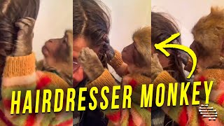 Owner Getting Her Hair Done, Picking Lice, by Her Monkey