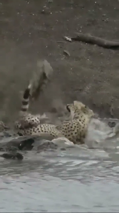 Nayak nhi khalnayak hu mai.. Tiger Vs Crocodile |Lion status #short #shortvideo