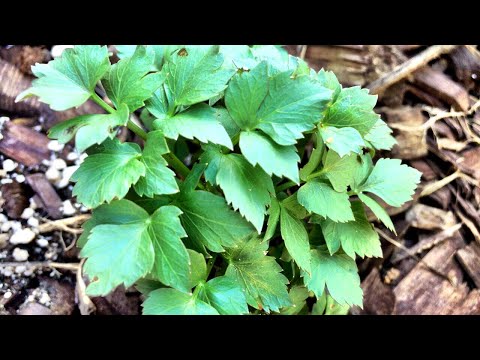 Video: Celery And Lovage