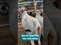 Desi Gorur Video Gorehat Video 2026 #desi #viral #minivlog #2026 #cow
