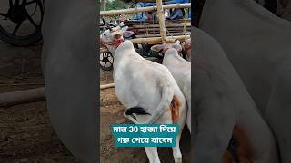 Desi Gorur Video Gorehat Video 2026 #desi #viral #minivlog #2026 #cow