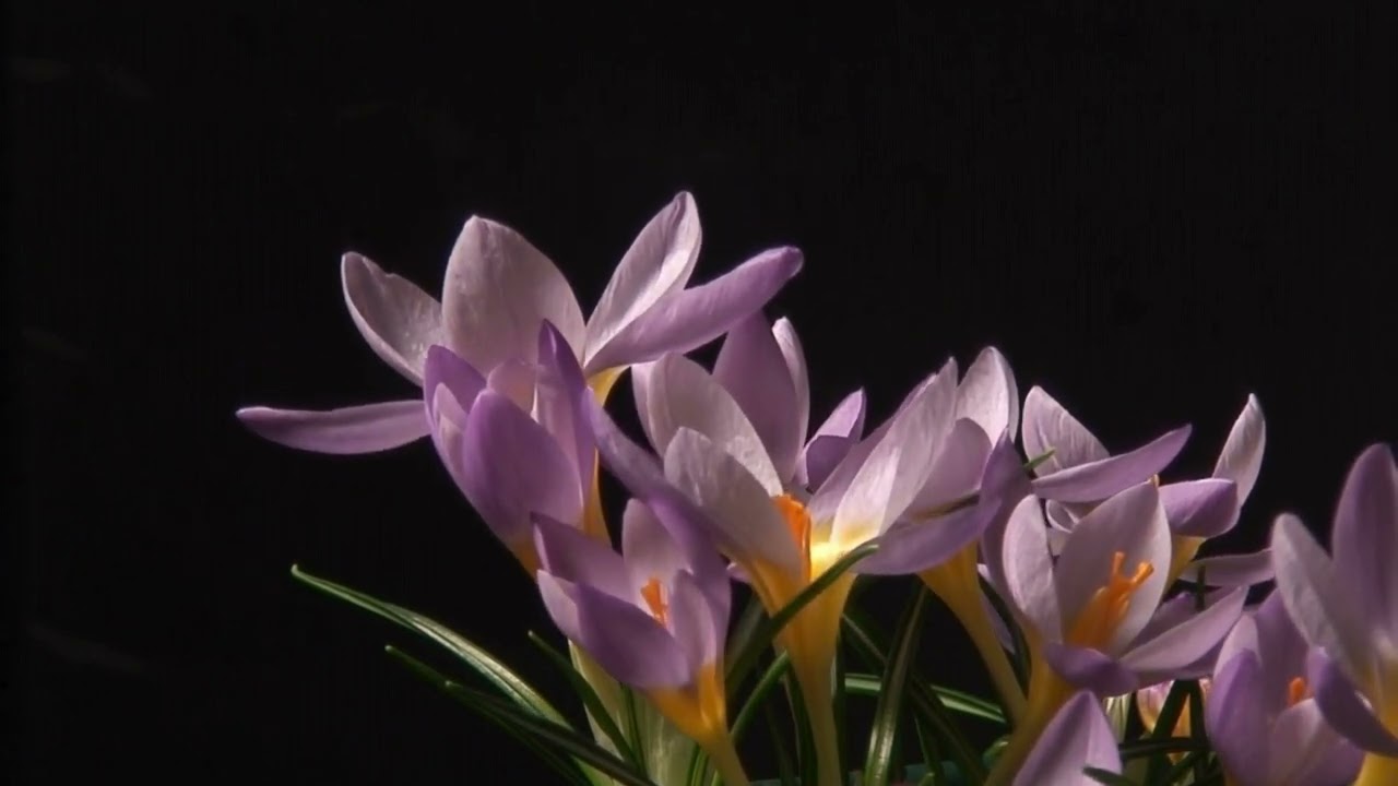 Watch Aaron Decay - Ava on YouTube Watch Aaron Decay - Ava on YouTube