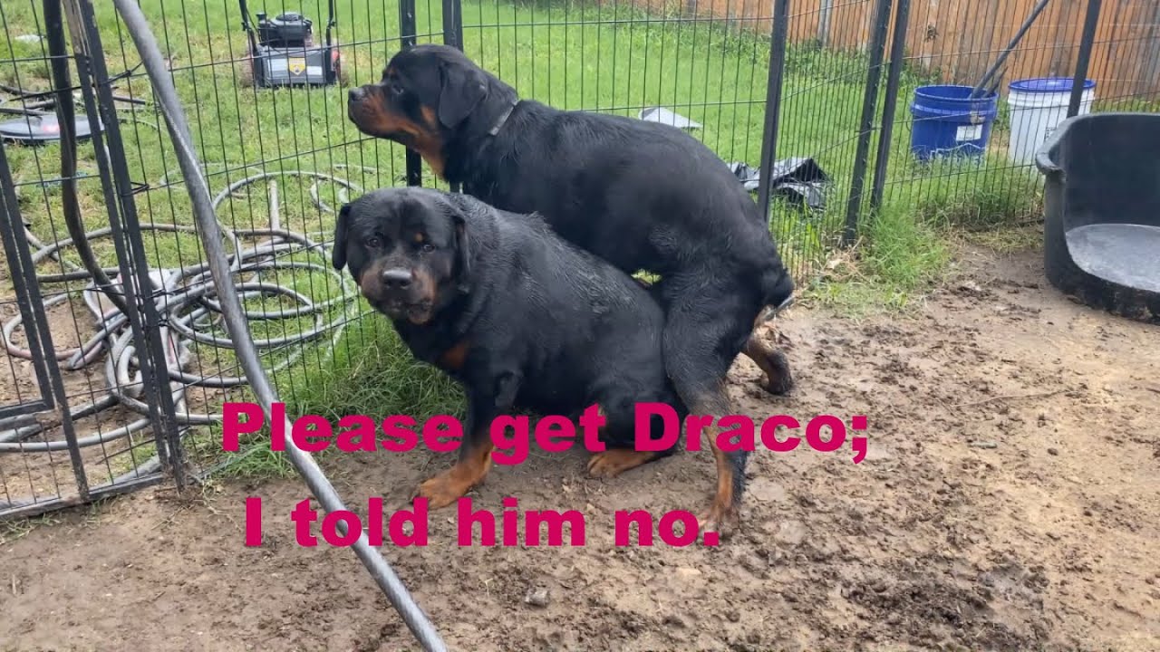 Diva, the female Rottweiler, is driving Draco crazy. - YouTube