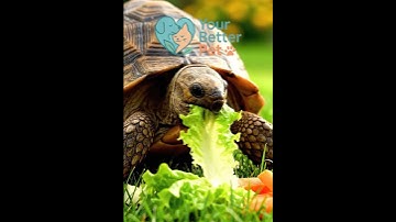 Tortoise Lunchtime 🍃🥕 | Calm, Realistic Pet Moment