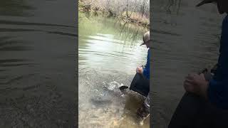 Stocking rainbow trout, golden trout and Brook trout on the Three fork Creek West Virginia