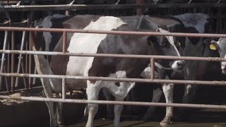 Northern California dairy farmers dumping milk due to coronavirus pandemic