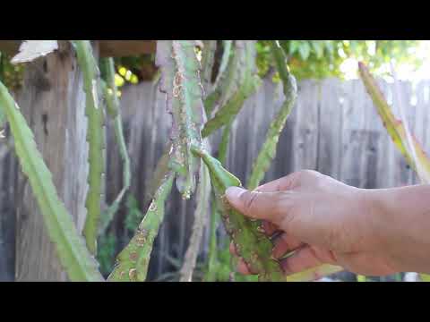 Promoting New Growth In Your Epiphyllum | Orchid Cactus